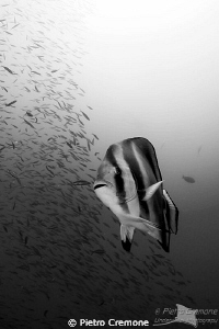 Batfish by Pietro Cremone 